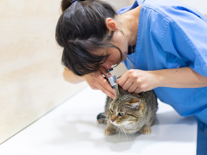 cvhospitalet - medicina felina